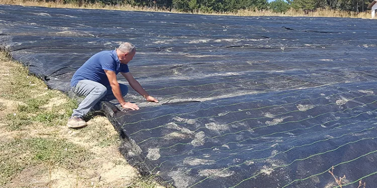 Örtü sistemi safranda erken üretimi sağlayacak