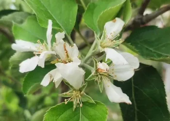 Meyvesi olan elma ağacı tekrar çiçek açtı
