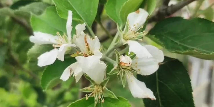 Meyvesi olan elma ağacı tekrar çiçek açtı