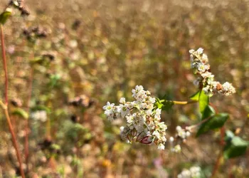 Karabuğdayın hasadı başladı