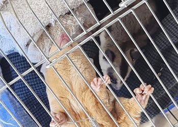 Sınır kapısında kanguru ve geyiğin de olduğu 42 cins hayvan ele geçirildi