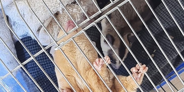 Sınır kapısında kanguru ve geyiğin de olduğu 42 cins hayvan ele geçirildi