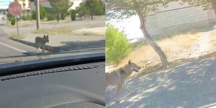 Palamut nereye onlar oraya