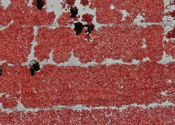 Manisalı domates üreticilerini sevindirecek gelişme