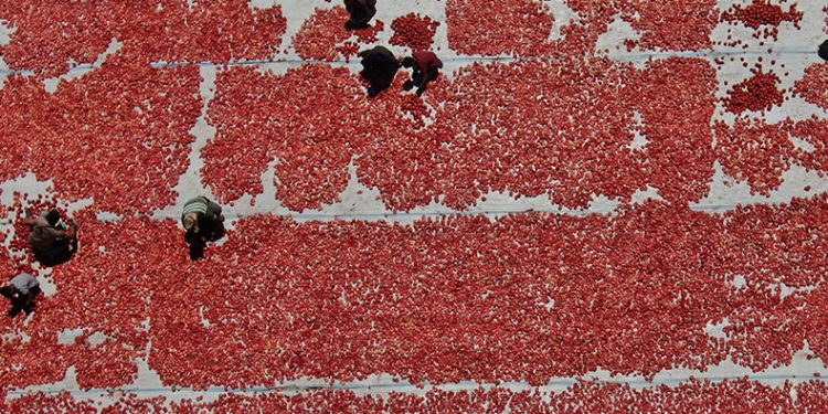 Manisalı domates üreticilerini sevindirecek gelişme