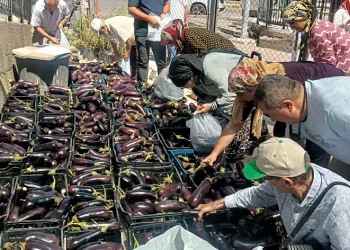 5 ton patlıcanı bedava dağıttılar