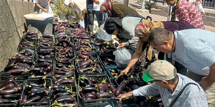 5 ton patlıcanı bedava dağıttılar