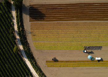 Manisa ovalarında renk cümbüşü