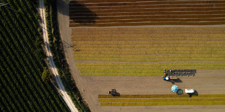 Manisa ovalarında renk cümbüşü