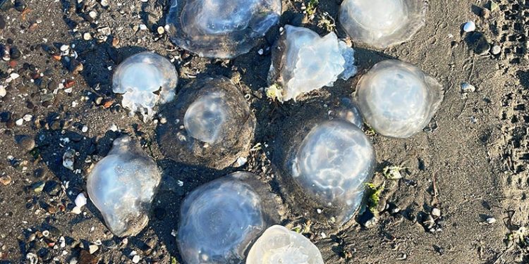 Karadeniz’deki yeni tehlike