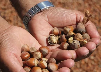 Ordu’da kahverengi kokarca fındığı vurdu