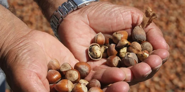 Ordu’da kahverengi kokarca fındığı vurdu