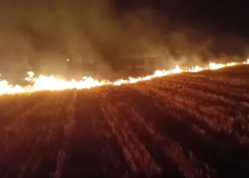 Ağrı’da 3 bin dönümlük tarla küle döndü