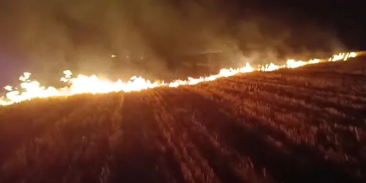 Ağrı’da 3 bin dönümlük tarla küle döndü