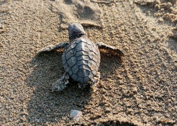 260 yavru caretta özgürlüğe kulaç attılar