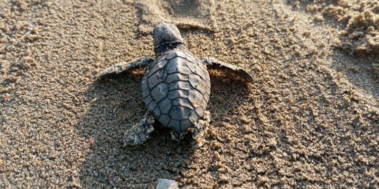 260 yavru caretta özgürlüğe kulaç attılar