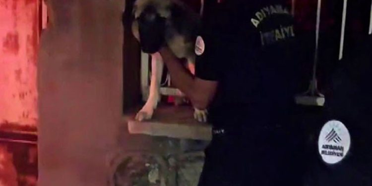 Korkuluklara sıkışan köpek kurtarıldı