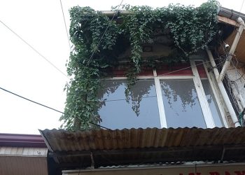 Sarmaşığın kökü nerede bulamıyorlar