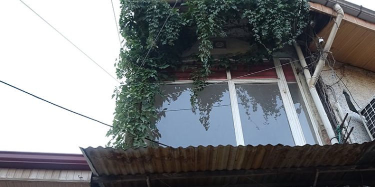 Sarmaşığın kökü nerede bulamıyorlar