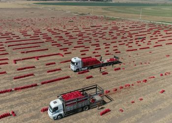 Soğan tarlada bir aydır 6 TL