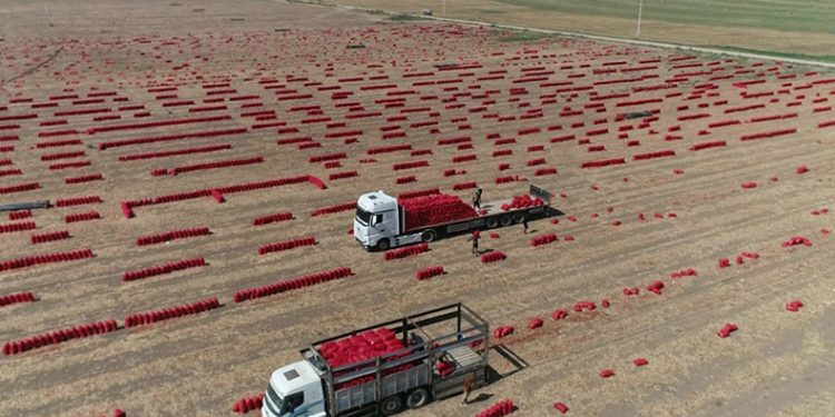 Soğan tarlada bir aydır 6 TL