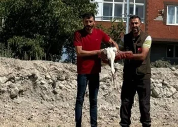 Bitkin halde bulunan leylek korumaya alındı