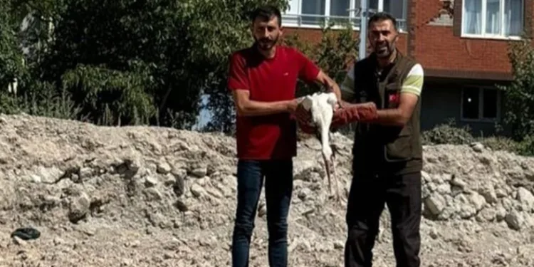 Bitkin halde bulunan leylek korumaya alındı