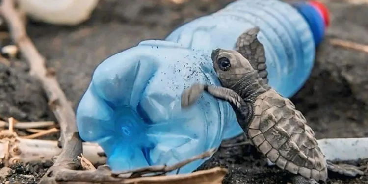 Caretta carettaların plastiklerle mücadelesi