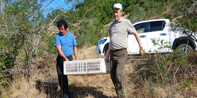 Elazığ’da doğaya keklik salımı gerçekleştirildi