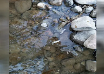 Gediz nehrinde balık ölümleri endişelendiriyor