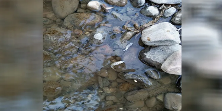 Gediz nehrinde balık ölümleri endişelendiriyor
