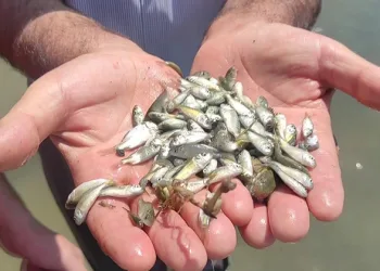 Çekerek Barajı’na 800 bin yavru sazan bırakıldı