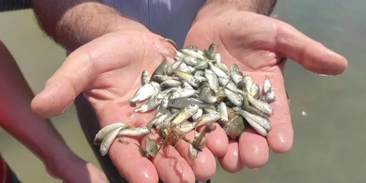 Çekerek Barajı’na 800 bin yavru sazan bırakıldı