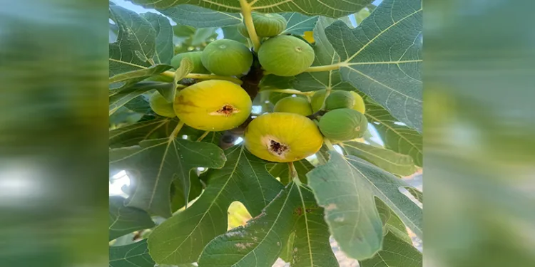 Sıcaklar incir sezonunu öne çekti