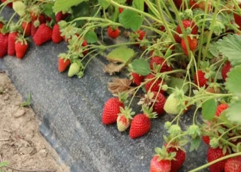‘Çiftlik ilçesine Çilek Tadında Proje’ hayata geçiyor