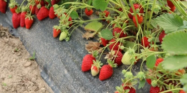 ‘Çiftlik ilçesine Çilek Tadında Proje’ hayata geçiyor