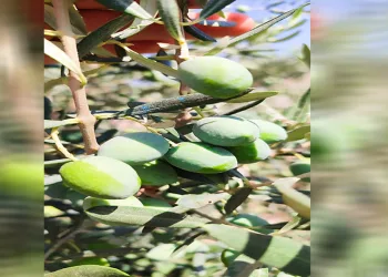 Zeytin üreticilerine “ilaçlama” çağrısı