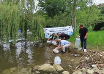 Amasya’da üretilen sazanlar Trabzon’da göllere bırakıldı