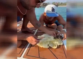 Çuvala dolanan caretta caretta yavrusu kurtarıldı