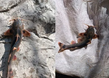 Zap Suyu’nda ‘İğneli Bodur Yayın Balığı’ yakalandı