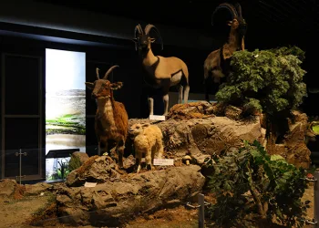 ‘Çukurova Biyoçeşitlilik Tanıtım Merkezi’ ziyaretçi akınına uğruyor