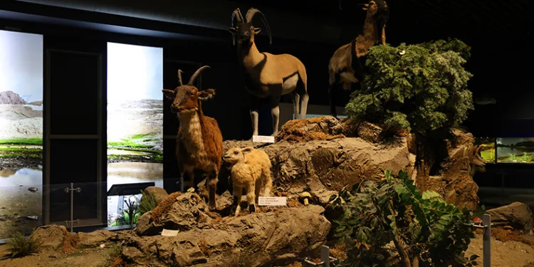 ‘Çukurova Biyoçeşitlilik Tanıtım Merkezi’ ziyaretçi akınına uğruyor