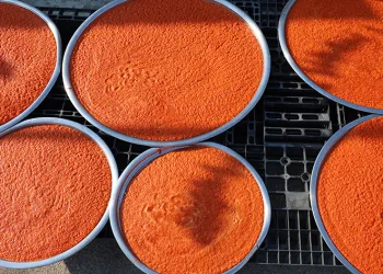 Kahramanmaraş’ta biber salçası telaşı