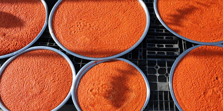 Kahramanmaraş’ta biber salçası telaşı