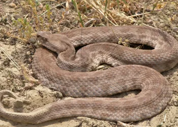 Su içmek isterken yılan soktu