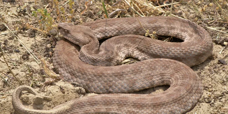 Su içmek isterken yılan soktu