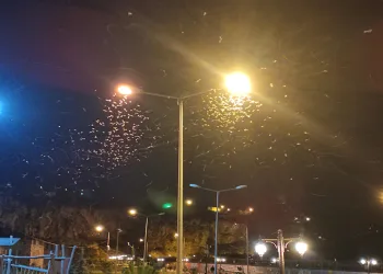 Ardahan’da kelebeklerin “ölüm dansı”