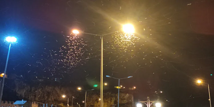 Ardahan’da kelebeklerin “ölüm dansı”