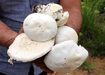 Doğadan toplanan mantarlara dikkat