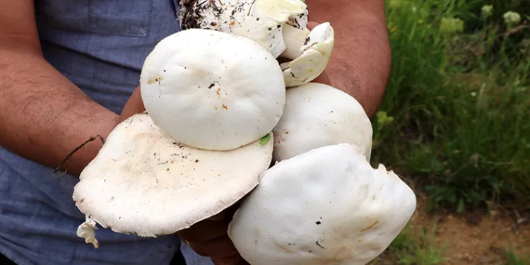 Doğadan toplanan mantarlara dikkat